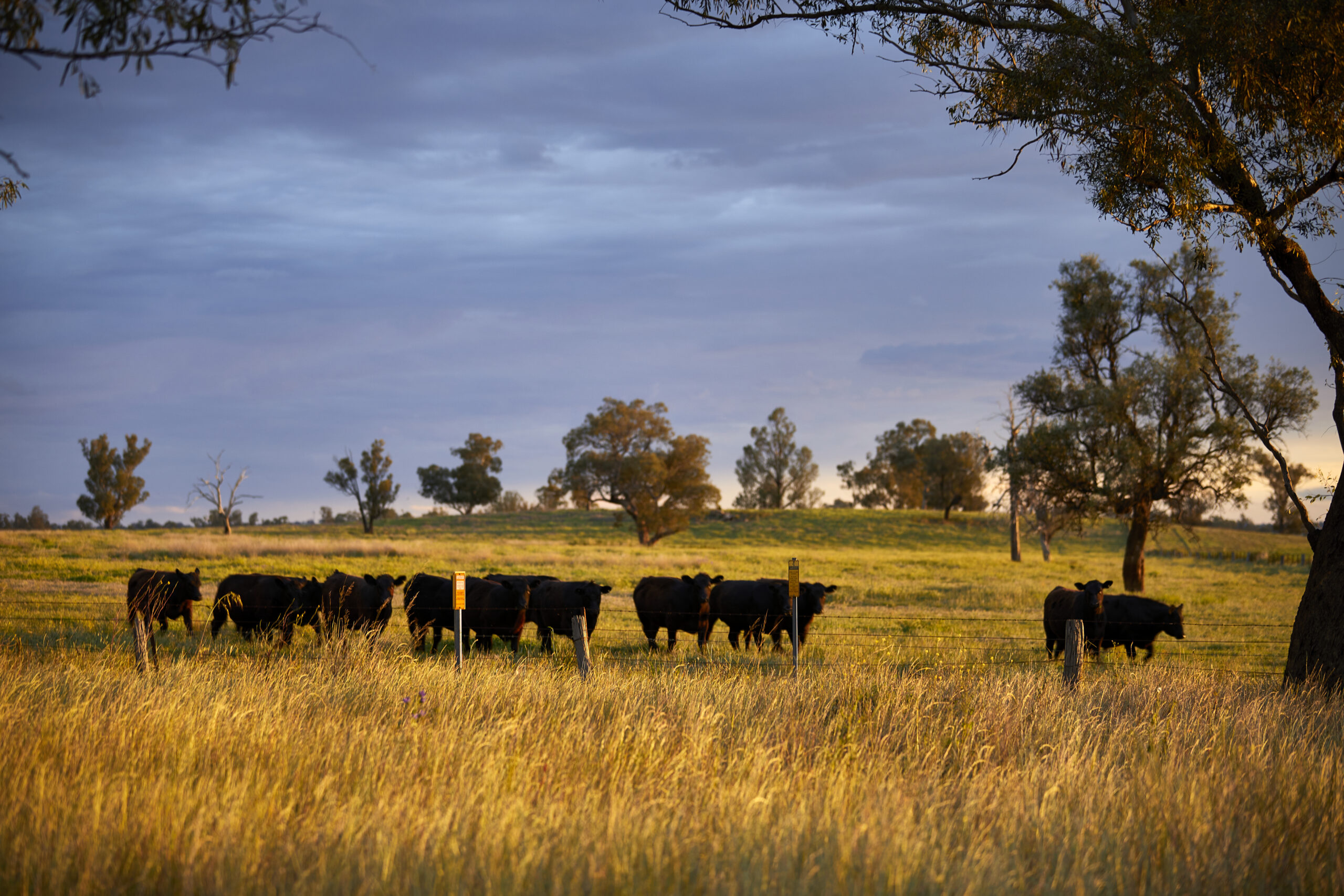 Cattle Australia’s Land Management Commitment (LMC)