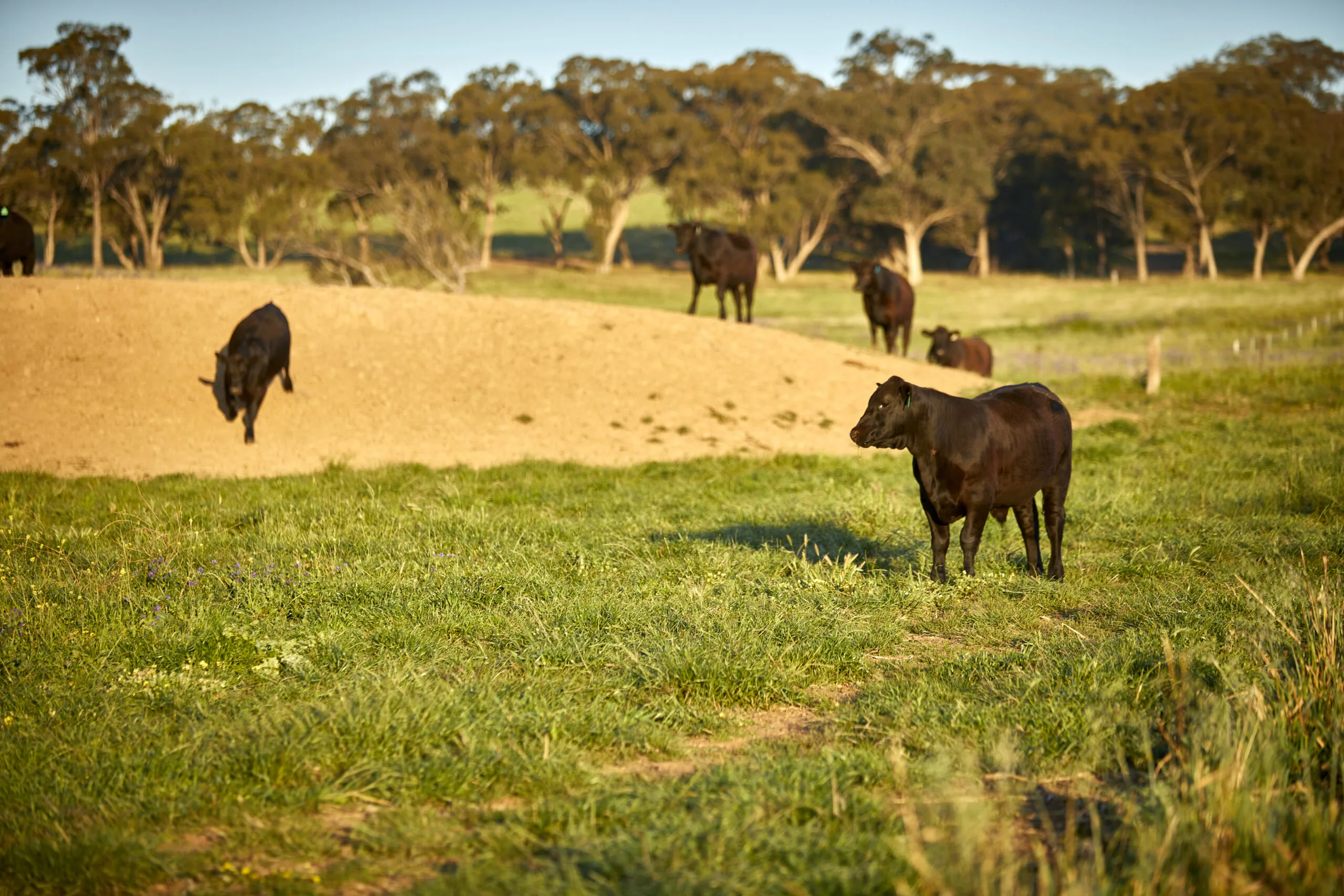 Navigating Uncertainty: A ‘Watch and Act’ Approach to Potential U.S. Tariffs on Australian Agriculture
