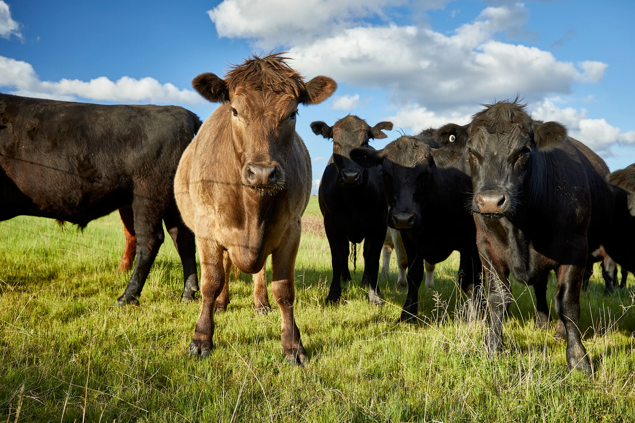 Modernising the Red Meat Industry: A Strategic Partnership with CVA Australia