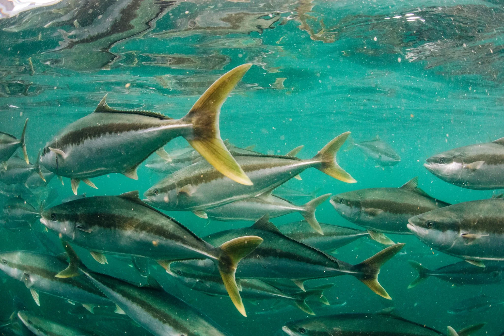 Seafood Industry Australia: Strategic & Financial Partnership with FRDC