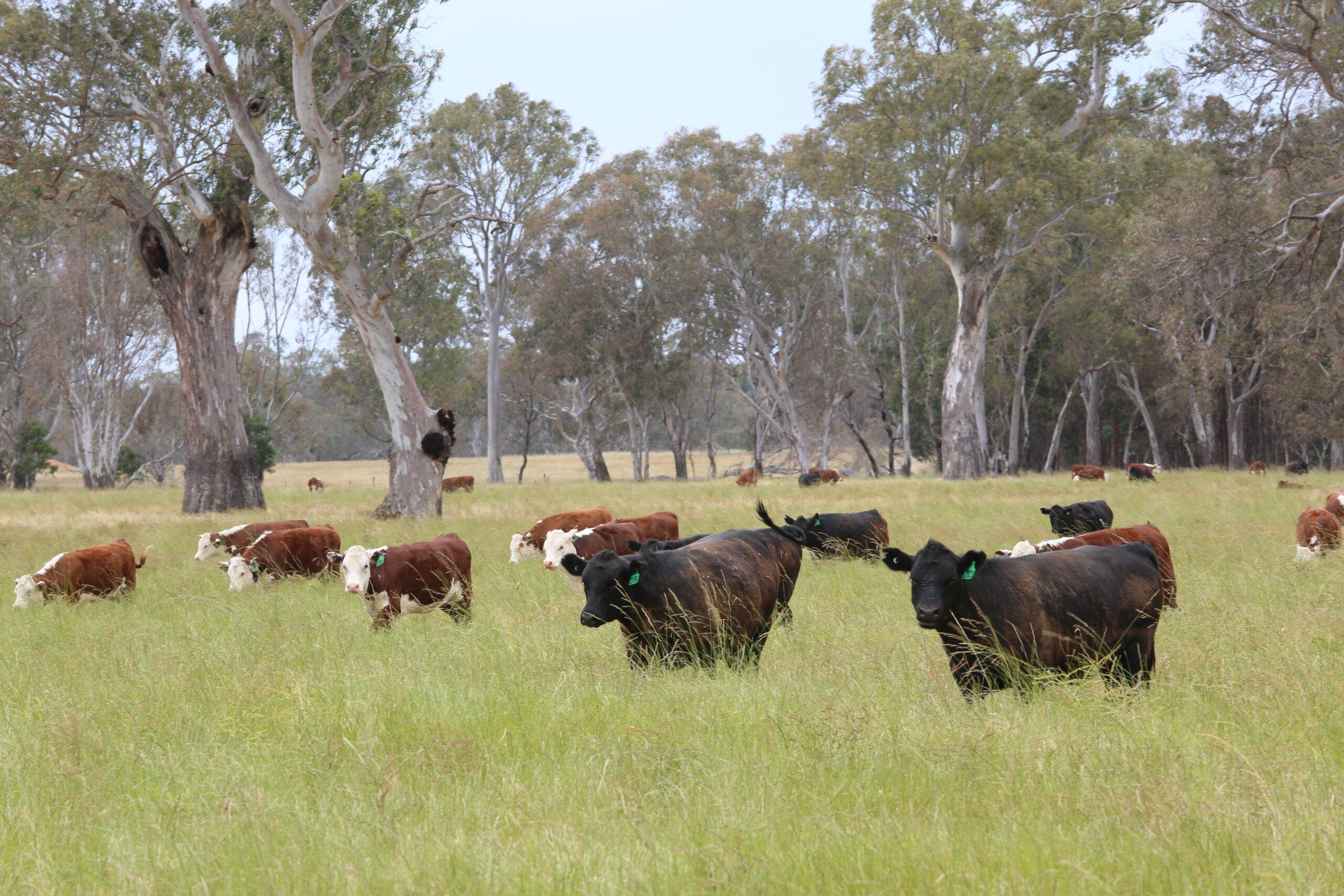 NLIS Systems Review – National Livestock Biosecurity Response